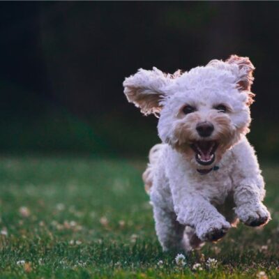 Crusty White Dog