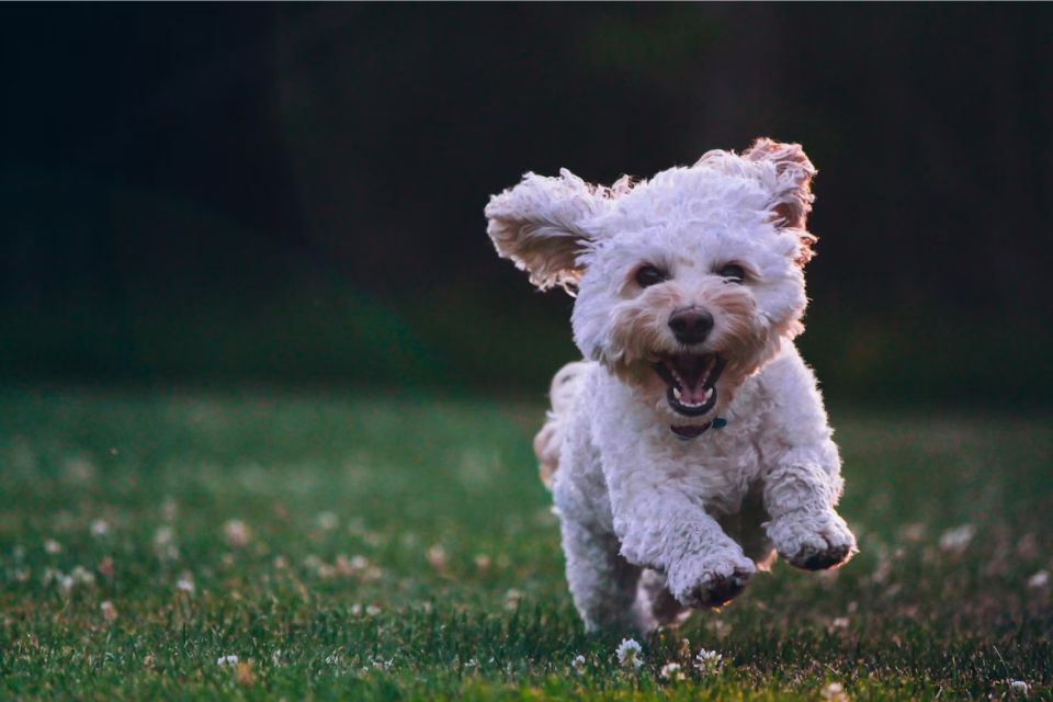 Crusty White Dog